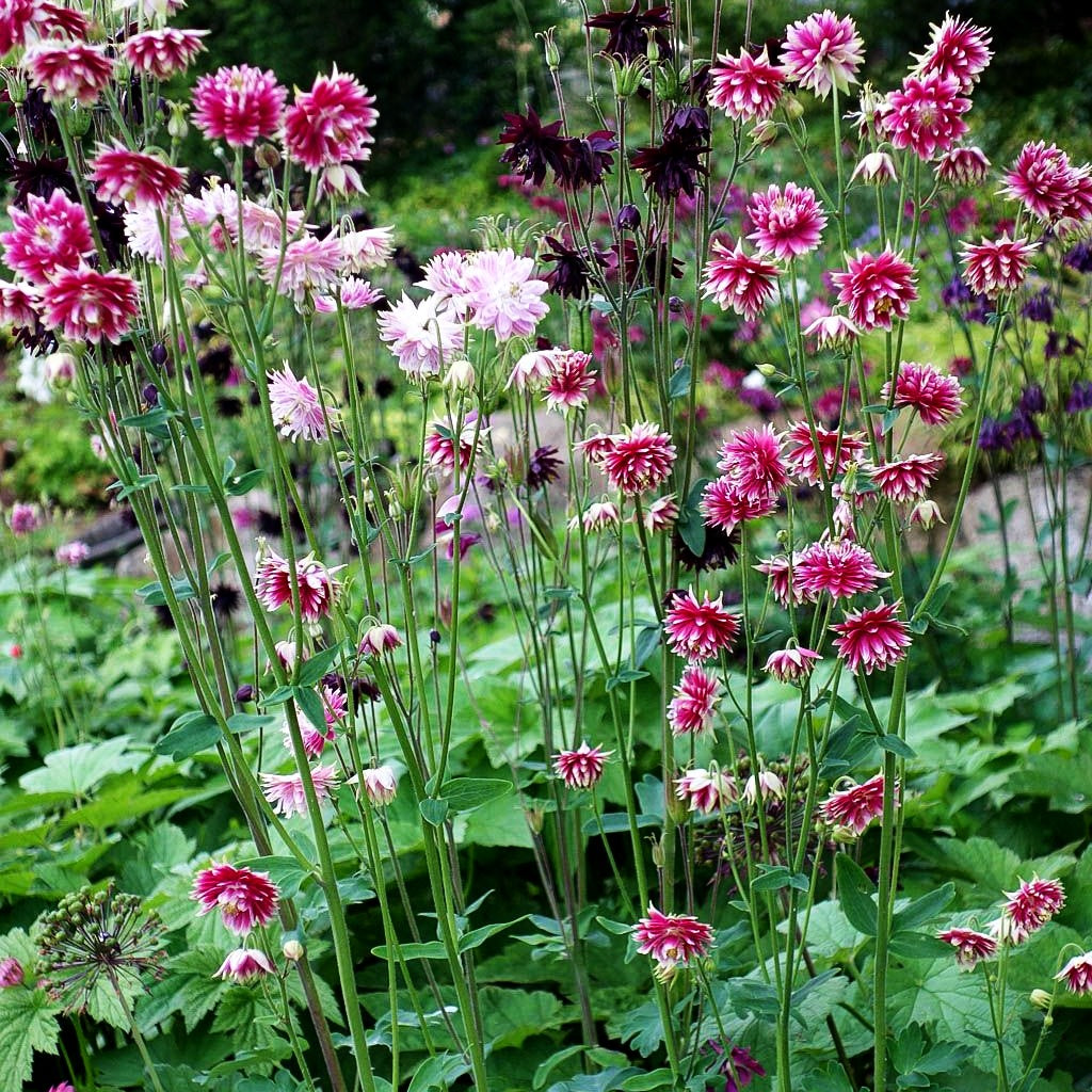 Gefüllte Akelei 'Nora Barlow' (Aquilegia vulgaris)