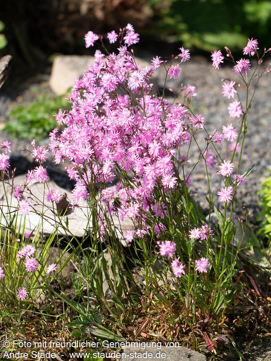 Gefüllte Kuckucks-Lichtnelke 'Petite Jenny' (Lychnis flos-cuculi)