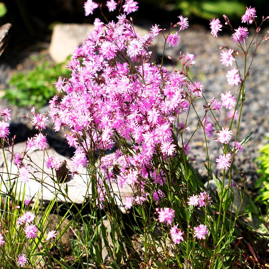Gefüllte Kuckucks-Lichtnelke 'Petite Jenny' (Lychnis flos-cuculi)