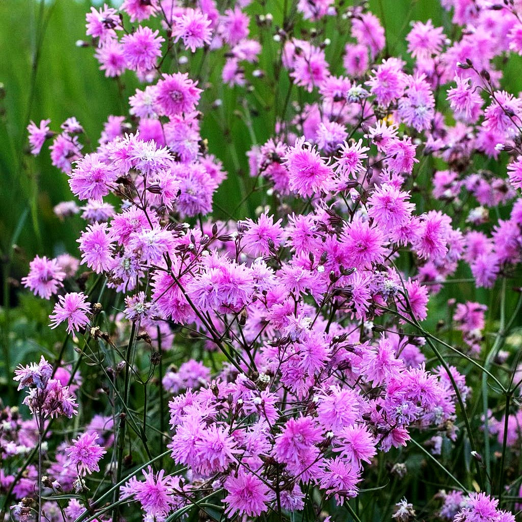 Gefüllte Kuckucks-Lichtnelke 'Petite Jenny' (Lychnis flos-cuculi)