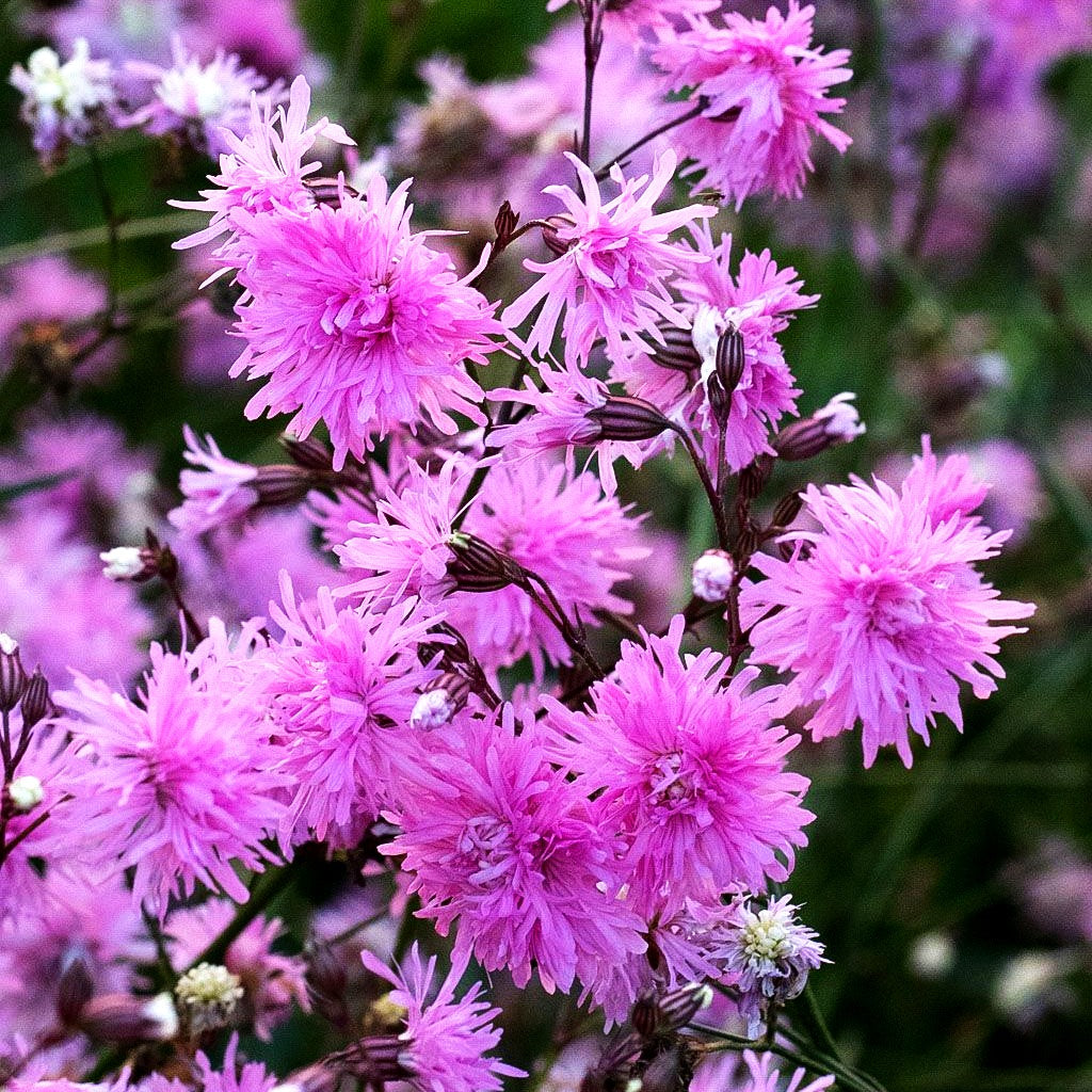Gefüllte Kuckucks-Lichtnelke 'Petite Jenny' (Lychnis flos-cuculi)