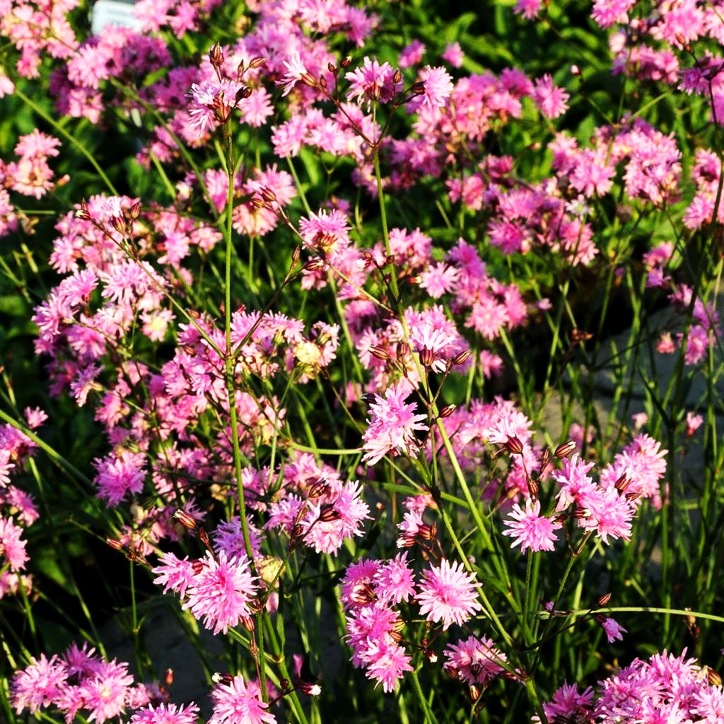 Gefüllte Kuckucks-Lichtnelke 'Petite Jenny' (Lychnis flos-cuculi)