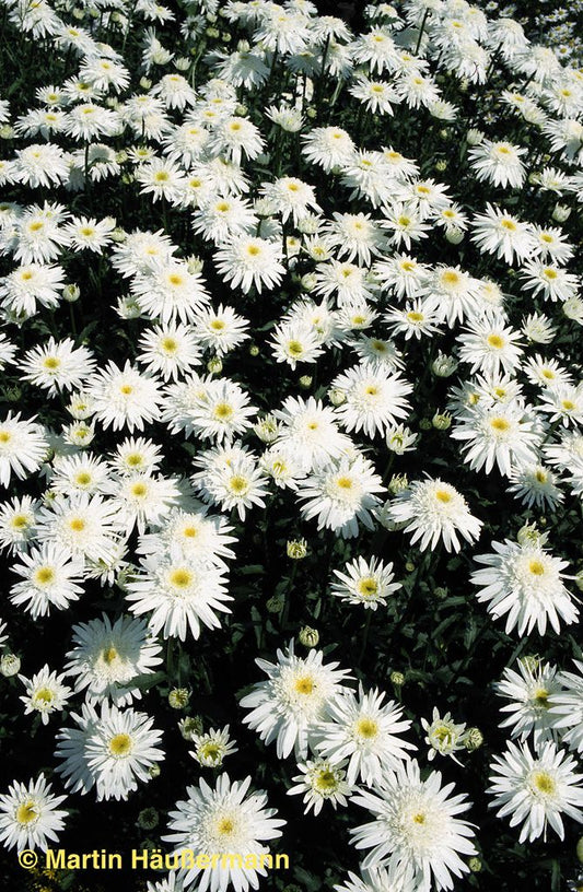Gefüllte Sommer-Margerite 'Christine Hagemann' (Leucanthemum x sup.)