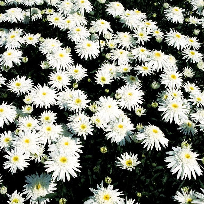 Gefüllte Sommer-Margerite 'Christine Hagemann' (Leucanthemum x sup.)