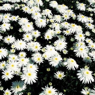 Gefüllte Sommer-Margerite 'Christine Hagemann' (Leucanthemum x sup.)