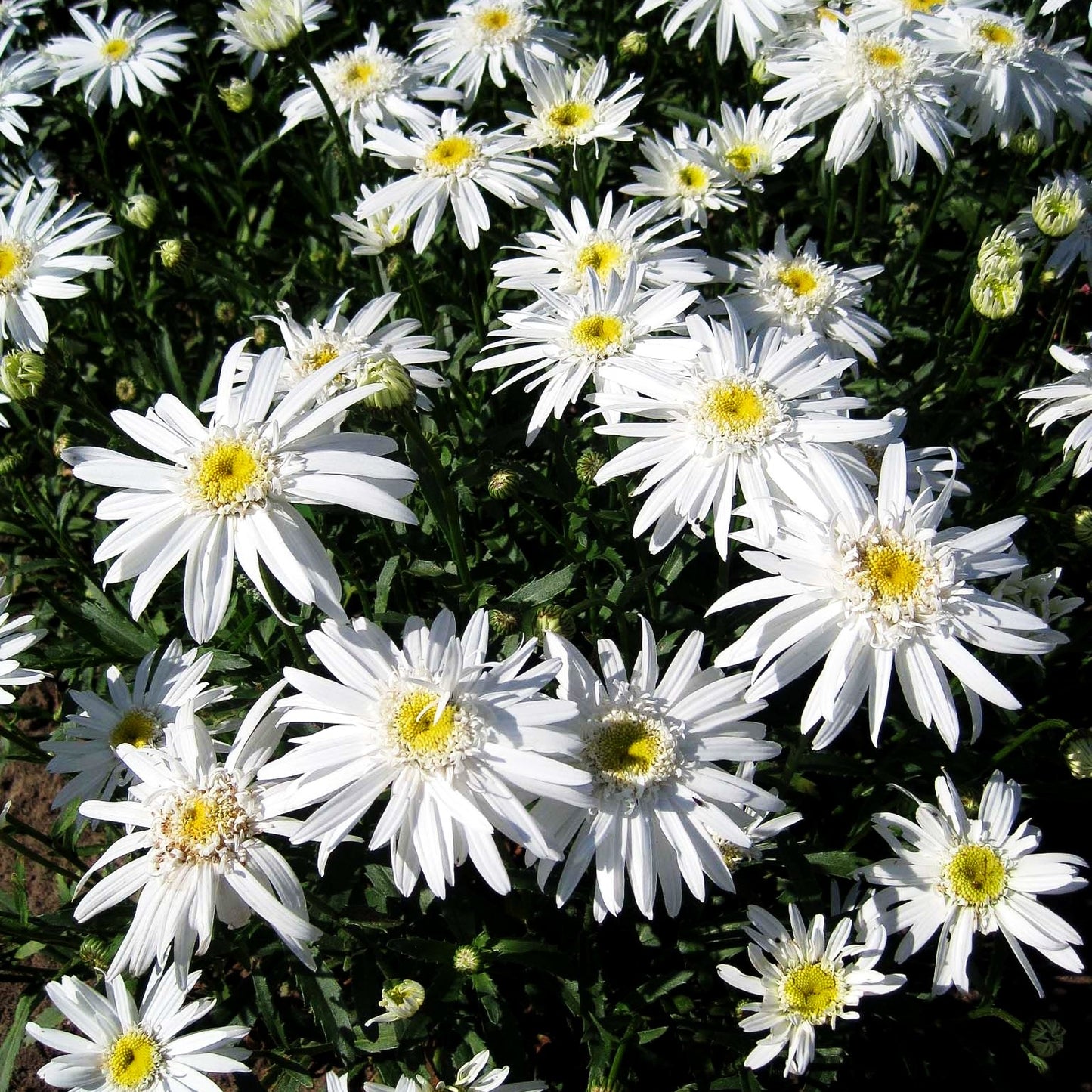 Gefüllte Sommer-Margerite 'Christine Hagemann' (Leucanthemum x sup.)