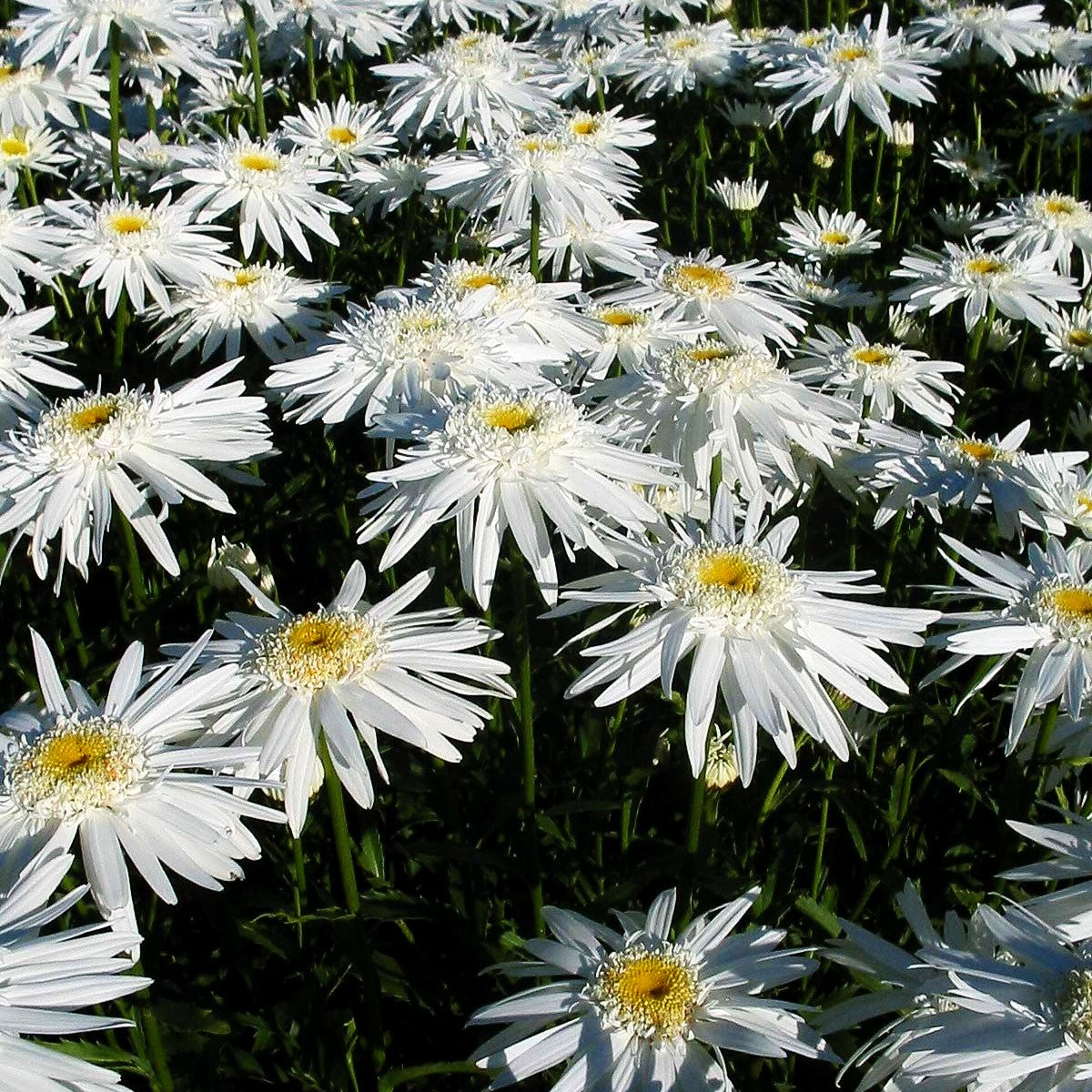 Gefüllte Sommer-Margerite 'Christine Hagemann' (Leucanthemum x sup.)