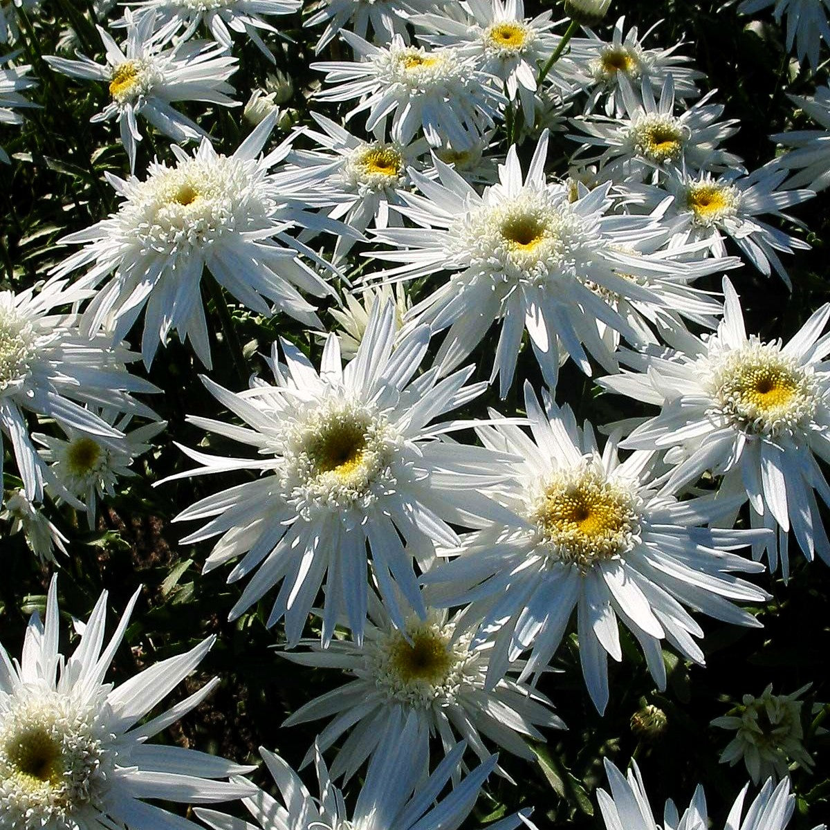 Gefüllte Sommer-Margerite 'Christine Hagemann' (Leucanthemum x sup.)