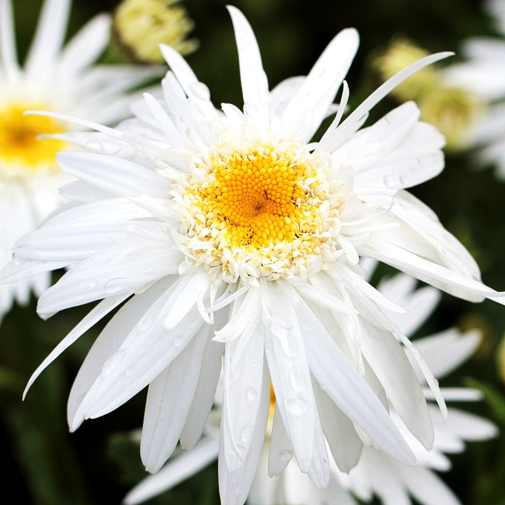 Gefüllte Sommer-Margerite 'Christine Hagemann' (Leucanthemum x sup.)
