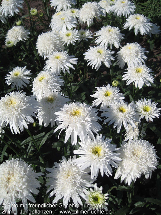 Gefüllte Sommer-Margerite 'Eisstern' (Leucanthemum x superb.)