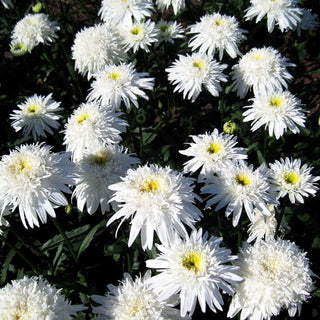 Gefüllte Sommer-Margerite 'Eisstern' (Leucanthemum x superb.)