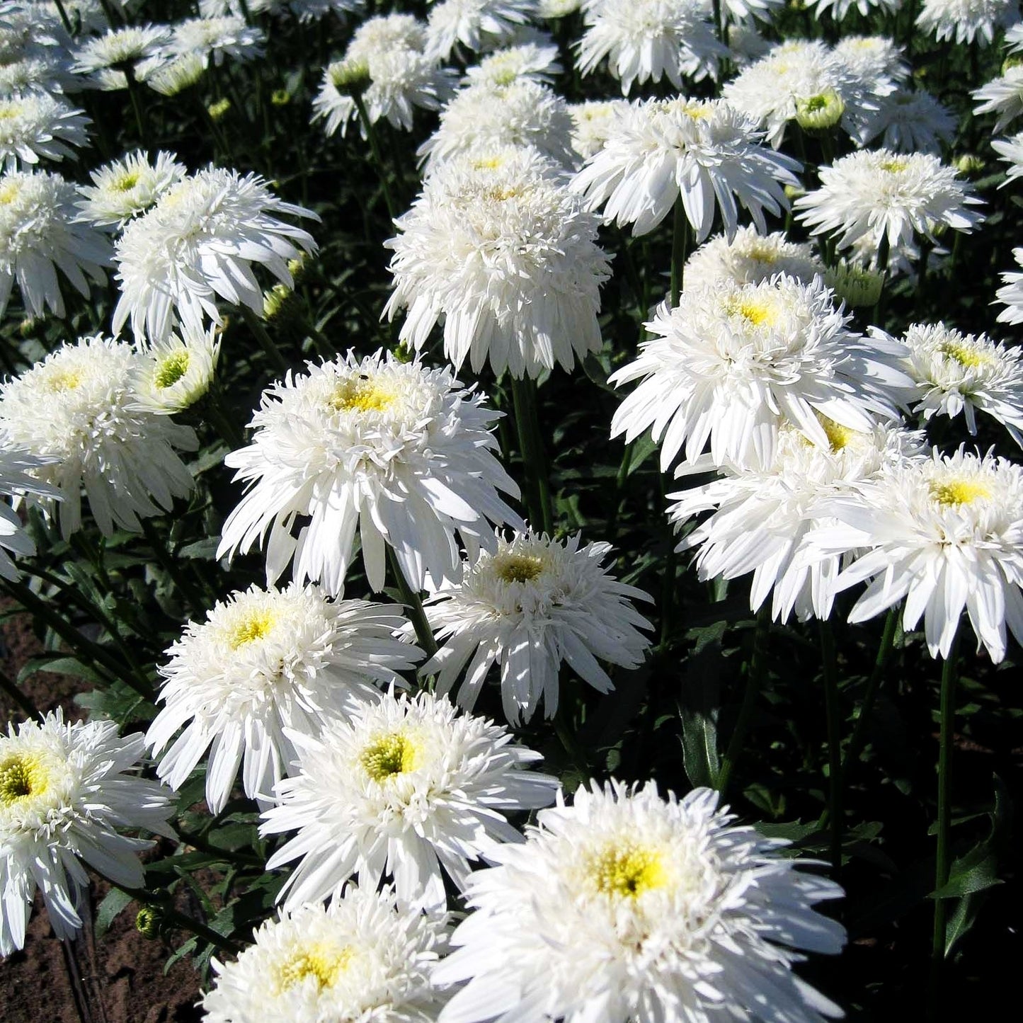 Gefüllte Sommer-Margerite 'Eisstern' (Leucanthemum x superb.)