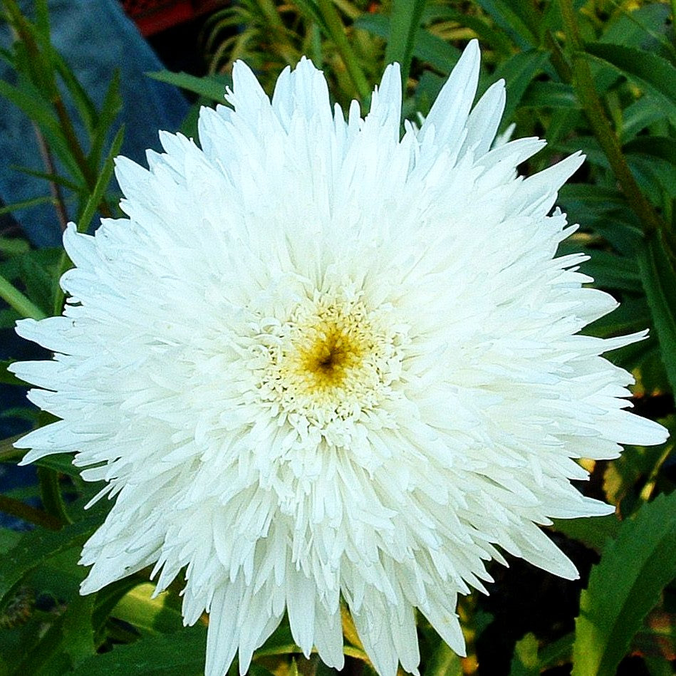 Gefüllte Sommer-Margerite 'Eisstern' (Leucanthemum x superb.)