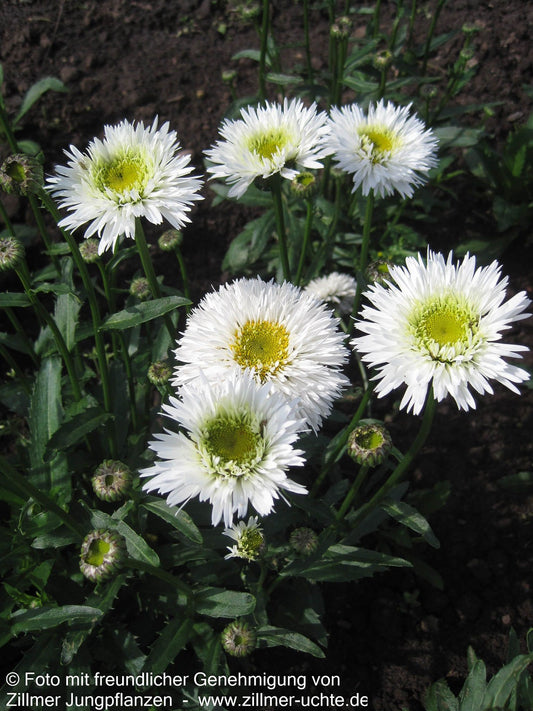 Gefüllte Sommer-Margerite 'Snehurka' (Leucanthemum x superb.)