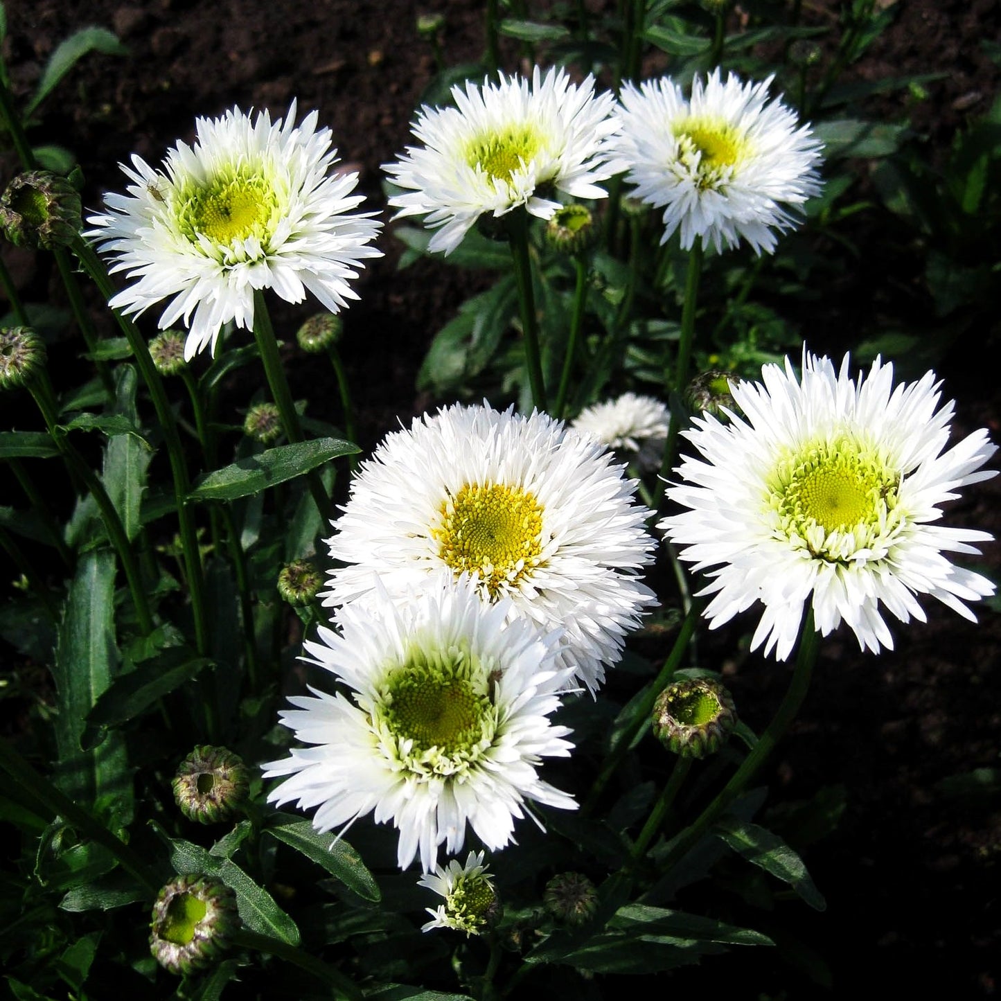 Gefüllte Sommer-Margerite 'Snehurka' (Leucanthemum x superb.)
