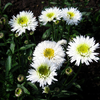 Gefüllte Sommer-Margerite 'Snehurka' (Leucanthemum x superb.)