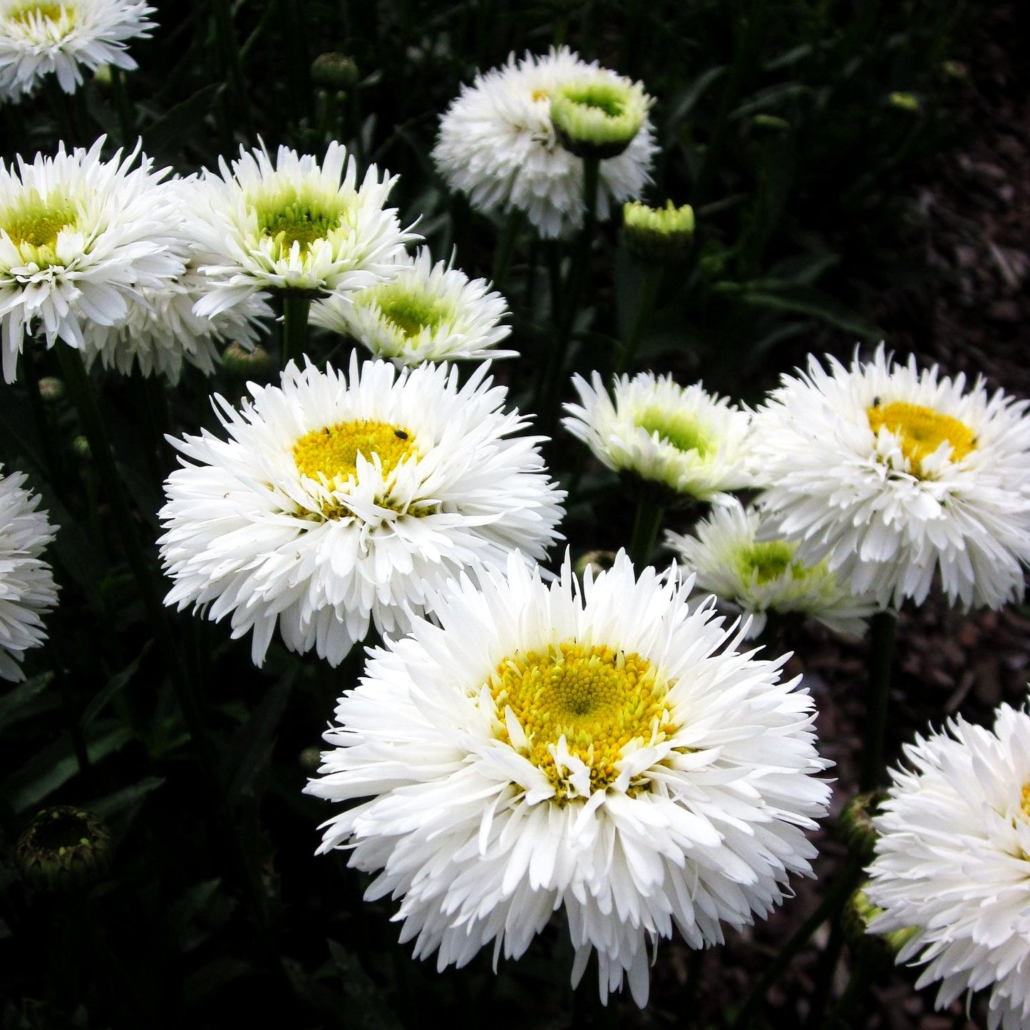Gefüllte Sommer-Margerite 'Snehurka' (Leucanthemum x superb.)