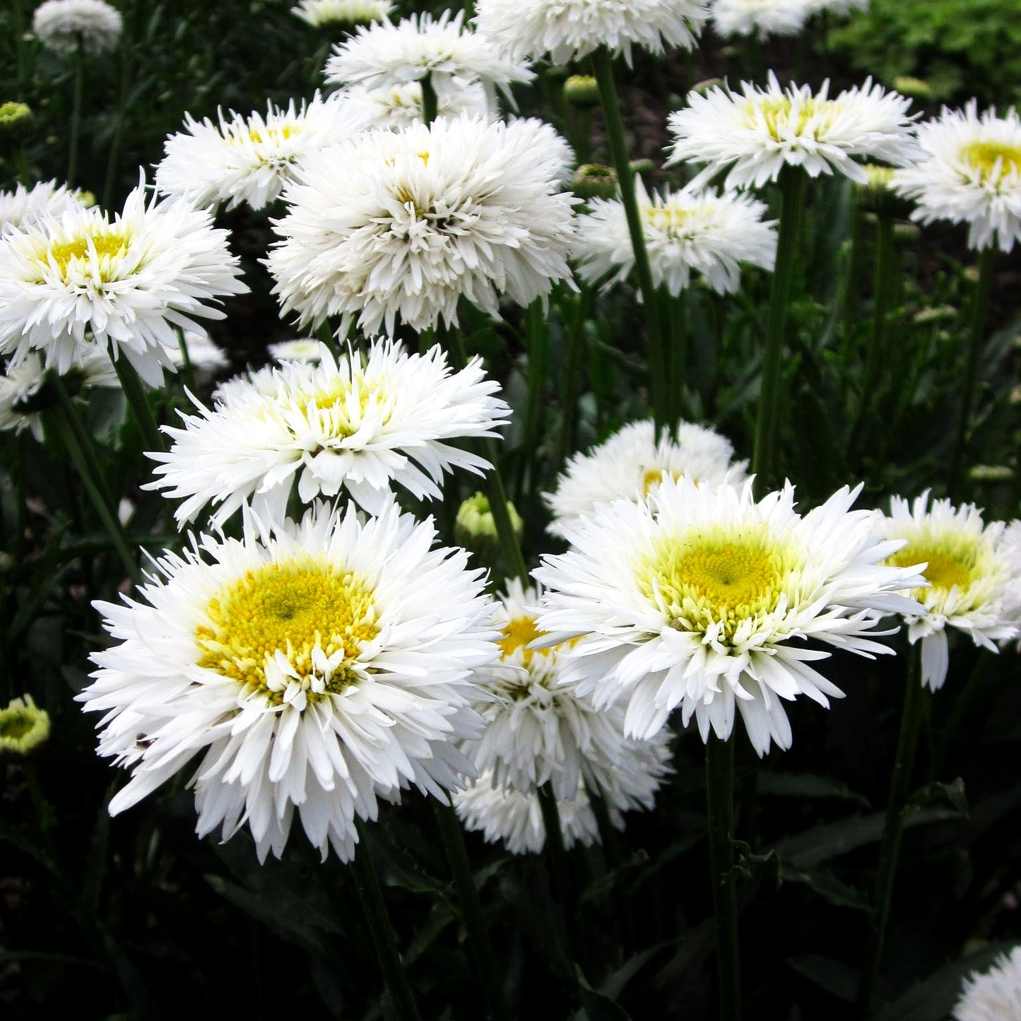 Gefüllte Sommer-Margerite 'Snehurka' (Leucanthemum x superb.)