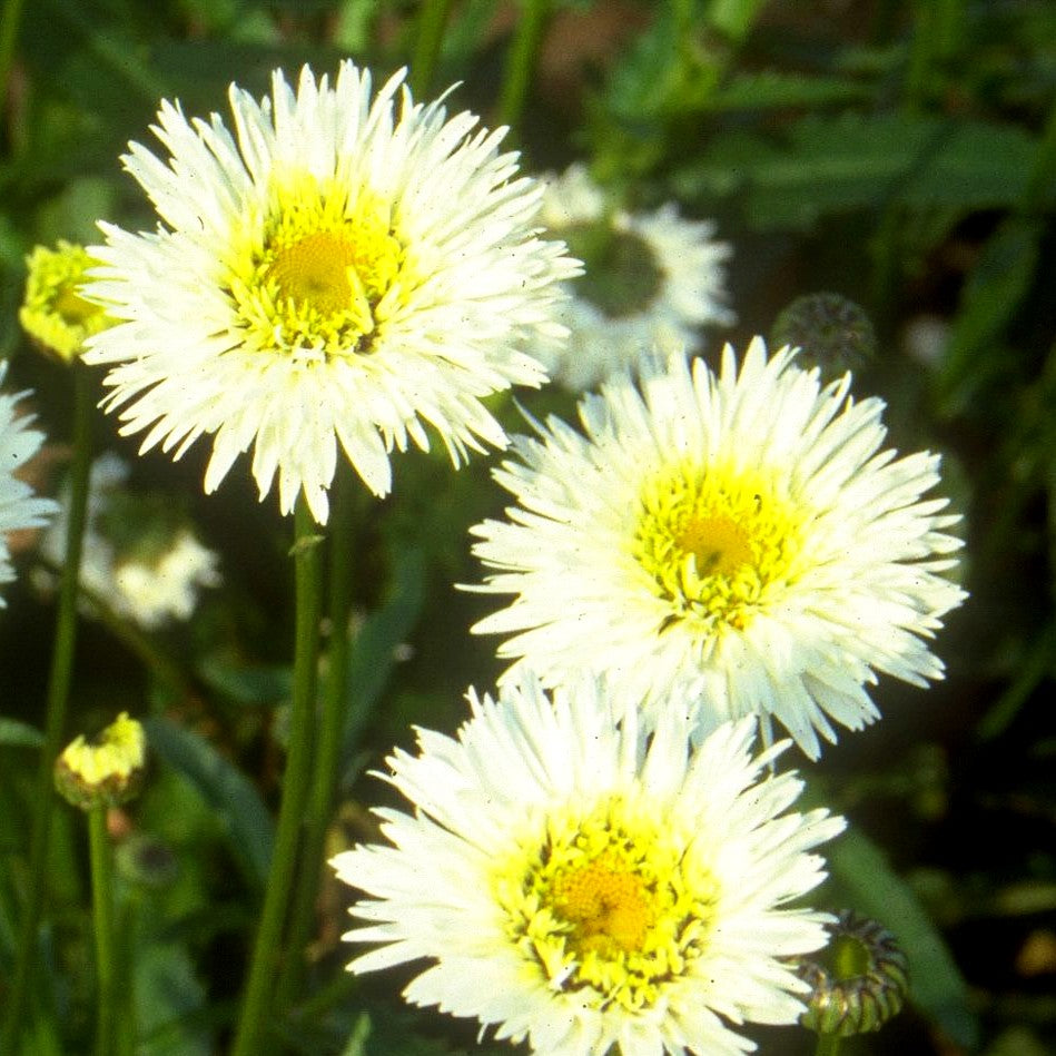 Gefüllte Sommer-Margerite 'Snehurka' (Leucanthemum x superb.)
