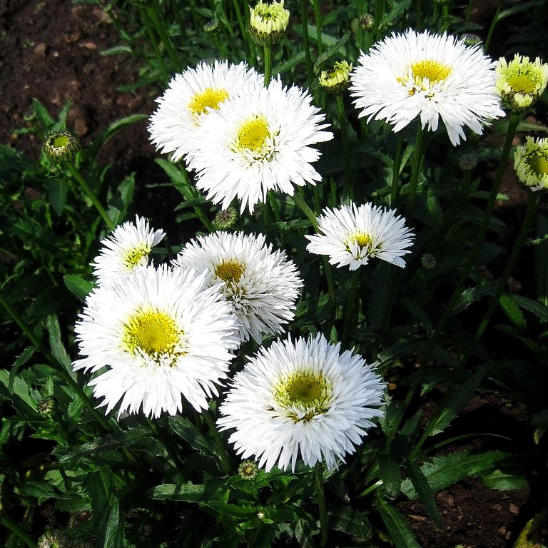 Gefüllte Sommer-Margerite 'Snehurka' (Leucanthemum x superb.)