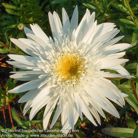 Gefüllte Sommer-Margerite 'Wirral Supreme' (Leucanthemum x superb.)