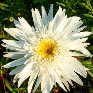 Gefüllte Sommer-Margerite 'Wirral Supreme' (Leucanthemum x superb.)