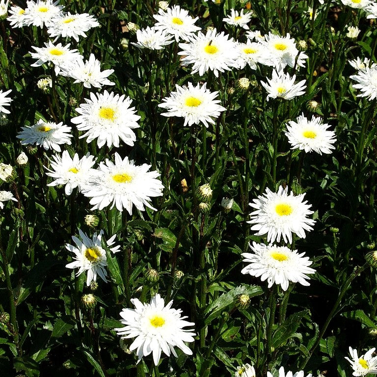 Gefüllte Sommer-Margerite 'Wirral Supreme' (Leucanthemum x superb.)