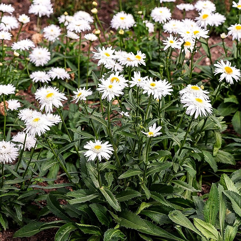 Gefüllte Sommer-Margerite 'Wirral Supreme' (Leucanthemum x superb.)