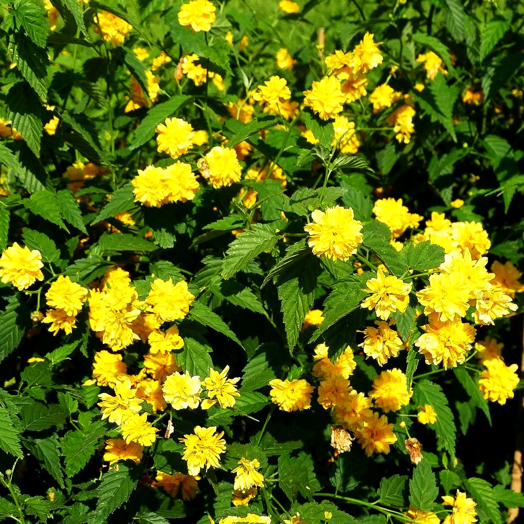 Gefüllter Ranunkelstrauch 'Pleniflora' (Kerria japonica)