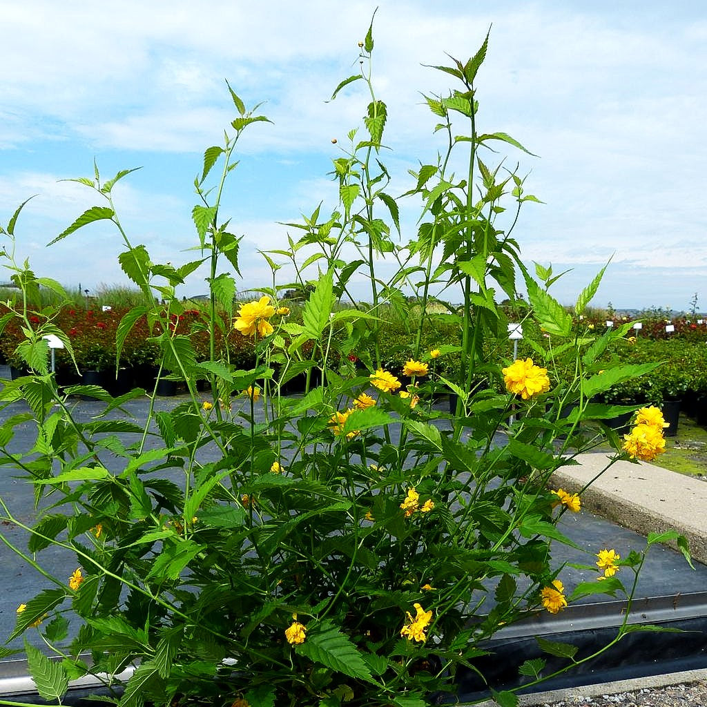 Gefüllter Ranunkelstrauch 'Pleniflora' (Kerria japonica)