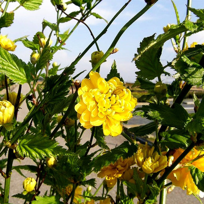 Gefüllter Ranunkelstrauch 'Pleniflora' (Kerria japonica)