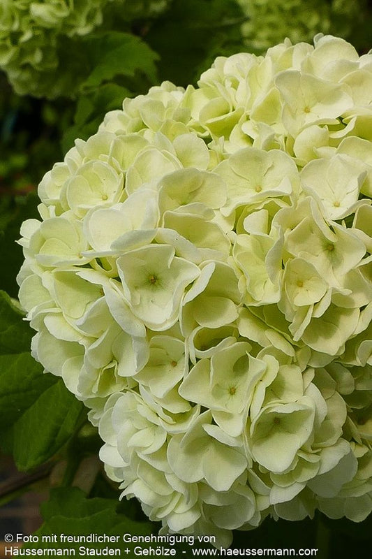 Gefüllter Schneeball 'Roseum' (Viburnum opulus)