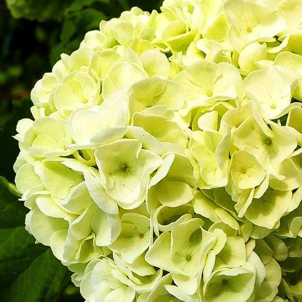 Gefüllter Schneeball 'Roseum' (Viburnum opulus)