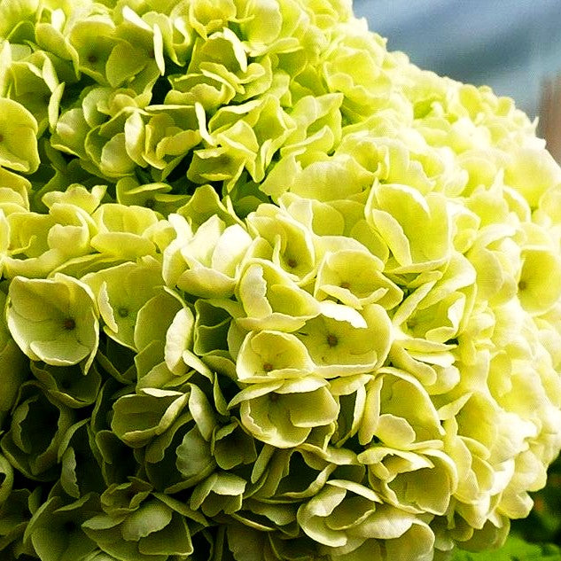 Gefüllter Schneeball 'Roseum' (Viburnum opulus)