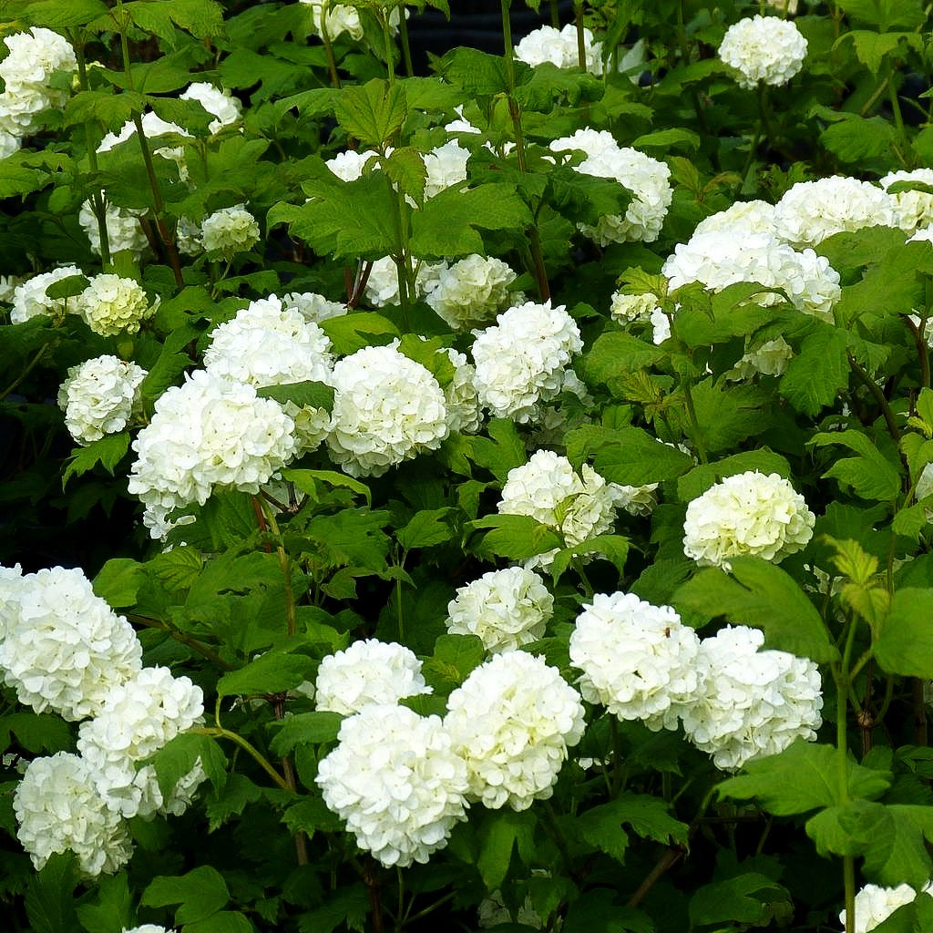 Gefüllter Schneeball 'Roseum' (Viburnum opulus)
