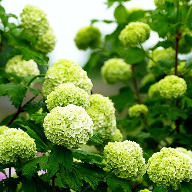 Gefüllter Schneeball 'Roseum' (Viburnum opulus)