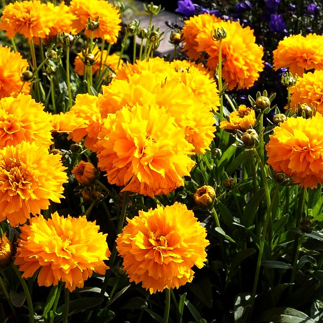 Gefülltes Mädchenauge 'Golden Sphere' (Coreopsis grdfl. Solanna)