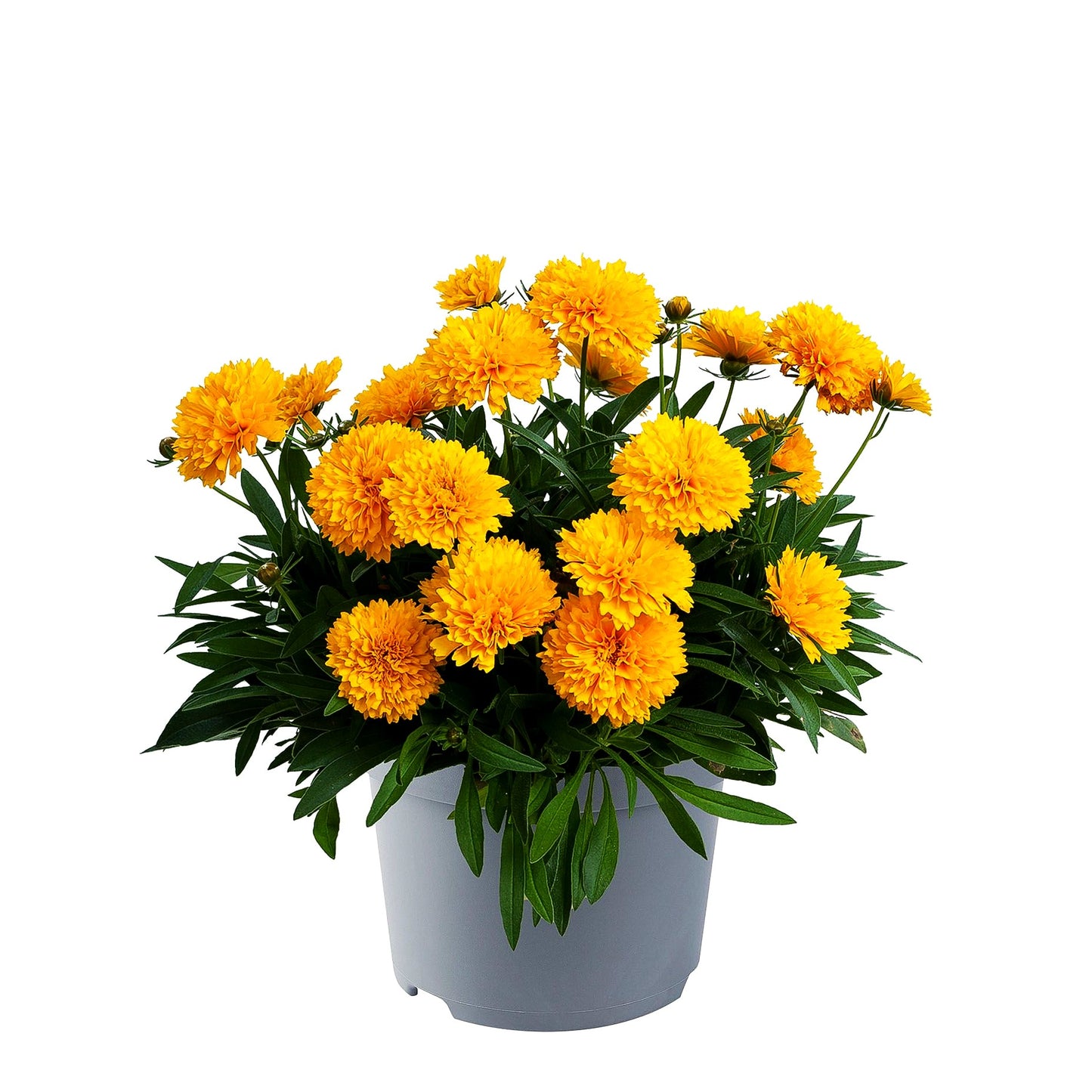 Gefülltes Mädchenauge 'Golden Sphere' (Coreopsis grdfl. Solanna)