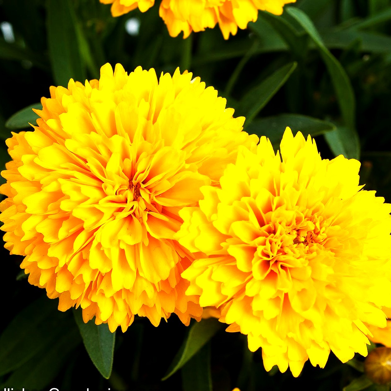 Gefülltes Mädchenauge 'Golden Sphere' (Coreopsis grdfl. Solanna)