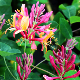 Geißschlinge 'American Beauty' (Lonicera x heckrottii)