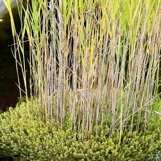 Gekrümmtes Nadelkraut (Crassula helmsii)