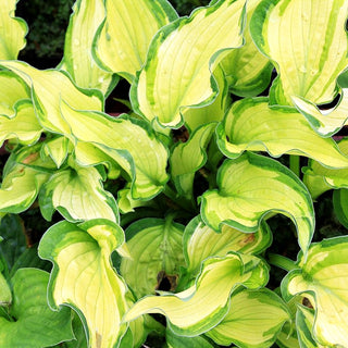 Gelb-Grünrandige Funkie 'Albopicta' (Hosta x fortunei)