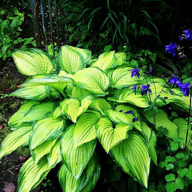 Gelb-Grünrandige Funkie 'Albopicta' (Hosta x fortunei)