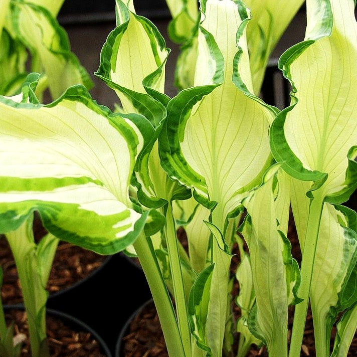 Gelb-Grünrandige Funkie 'Albopicta' (Hosta x fortunei)