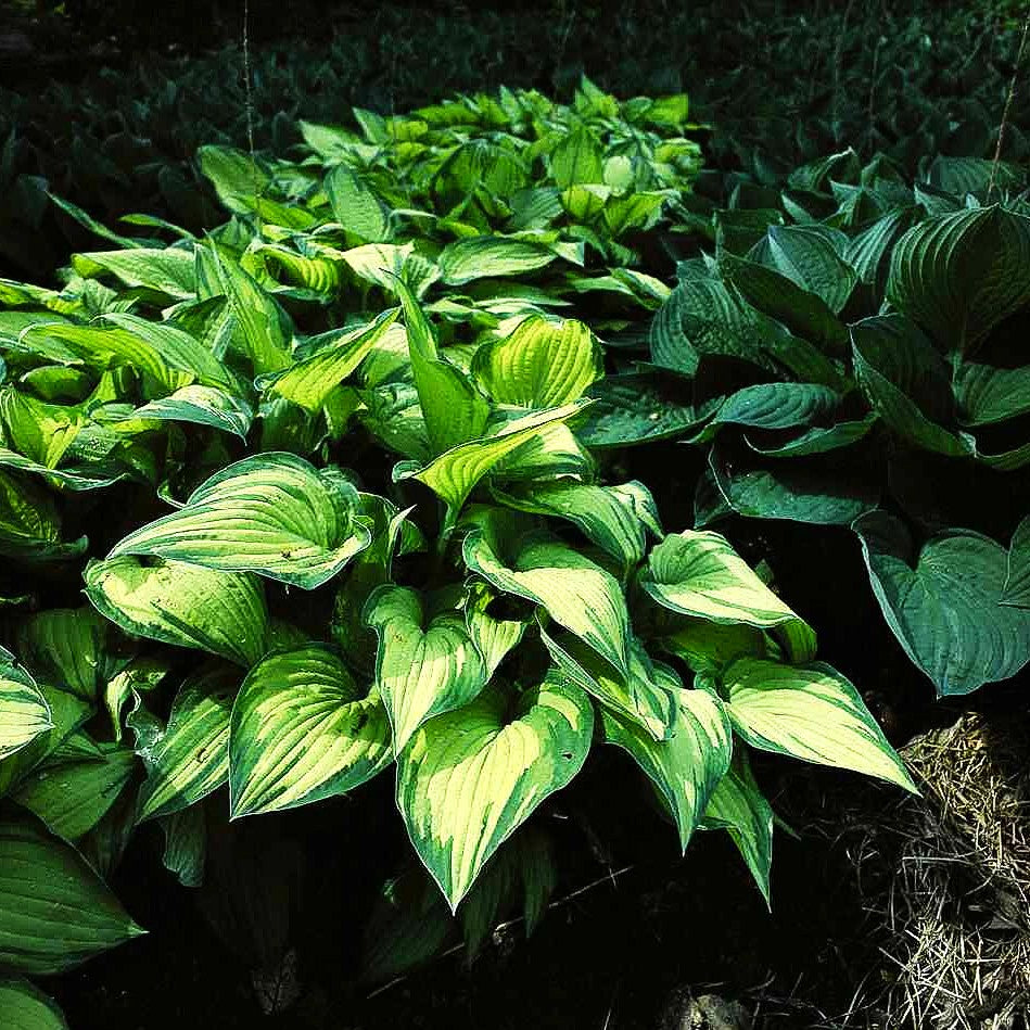Gelb-Grünrandige Funkie 'Albopicta' (Hosta x fortunei)