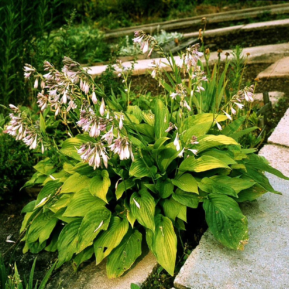 Gelb-Grünrandige Funkie 'Albopicta' (Hosta x fortunei)
