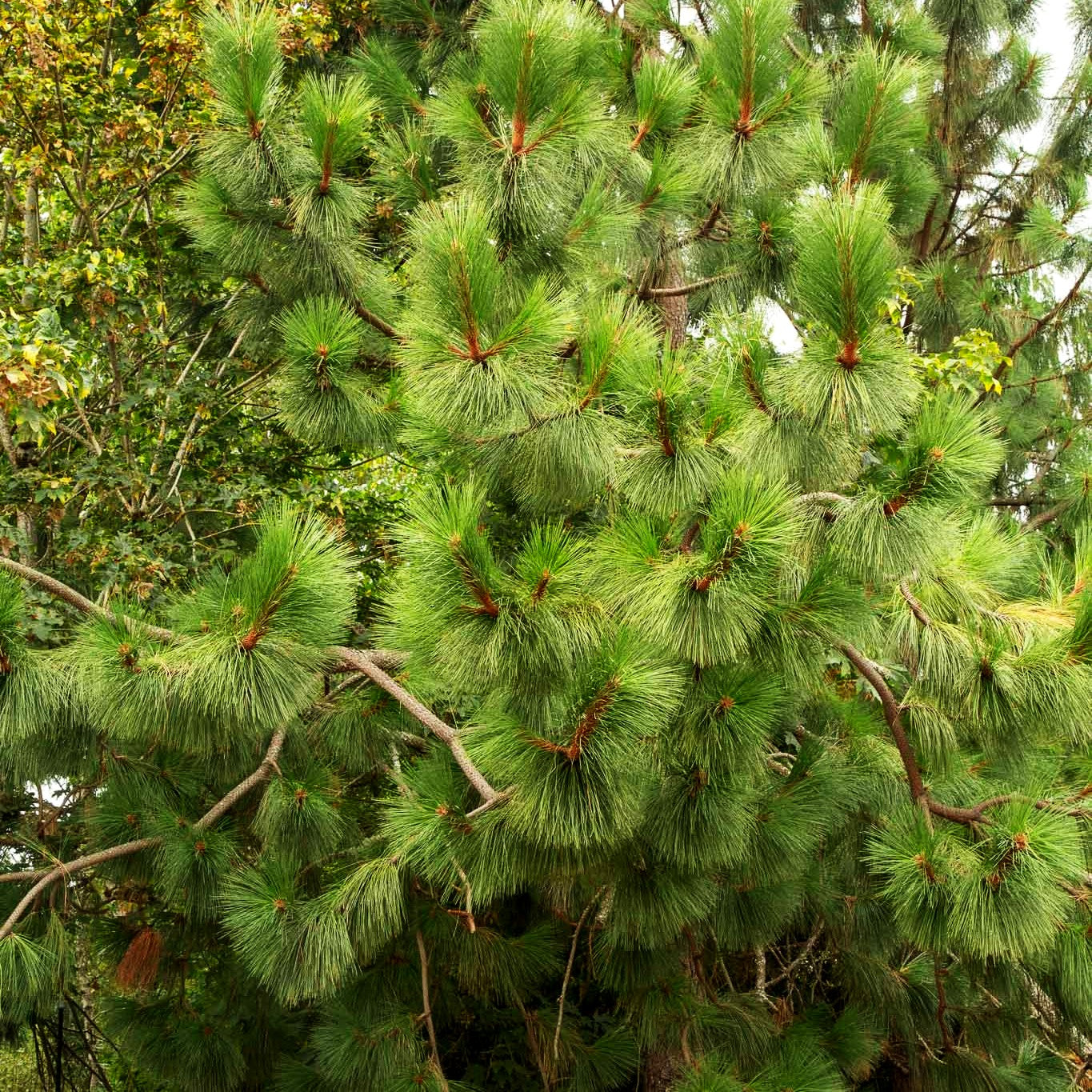 Gelb-Kiefer (Pinus ponderosa)