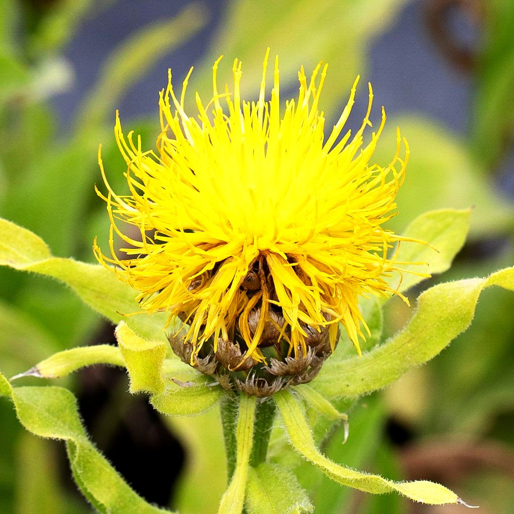 Gelbblühende Riesen-Flockenblume (Centaurea macrocephala)