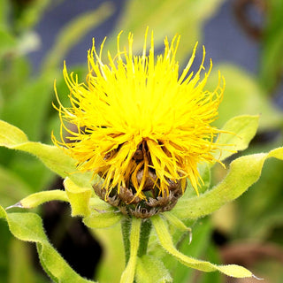 Gelbblühende Riesen-Flockenblume (Centaurea macrocephala)