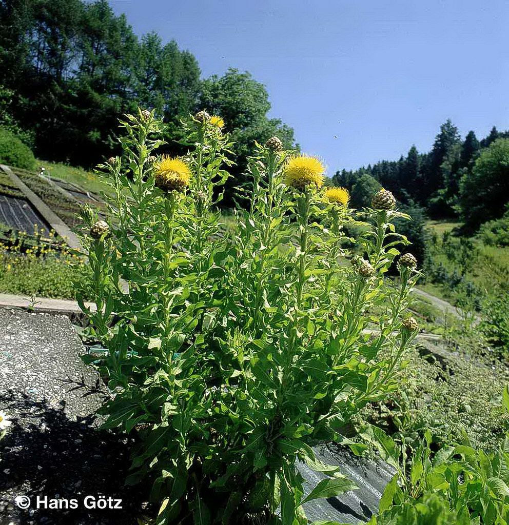 Gelbblühende Riesen-Flockenblume (Centaurea macrocephala)
